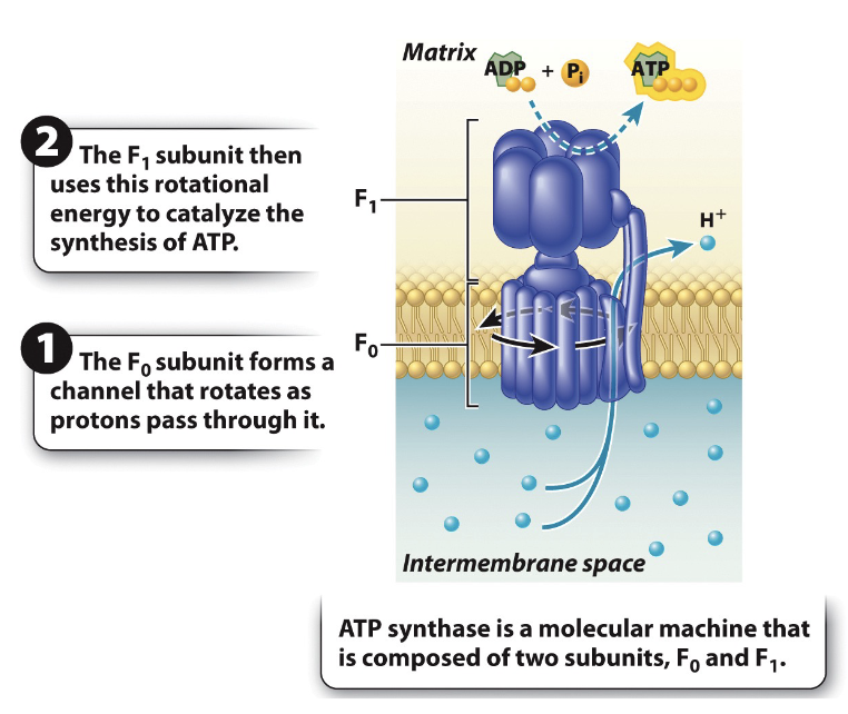 ATP_Synthase