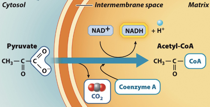 Acetyle-CoA_Synthesis