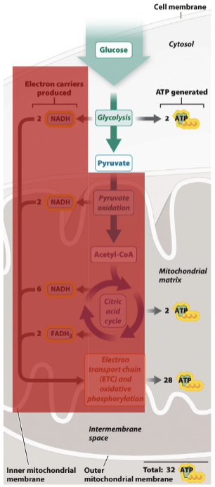 Anaerobic_Metabolism