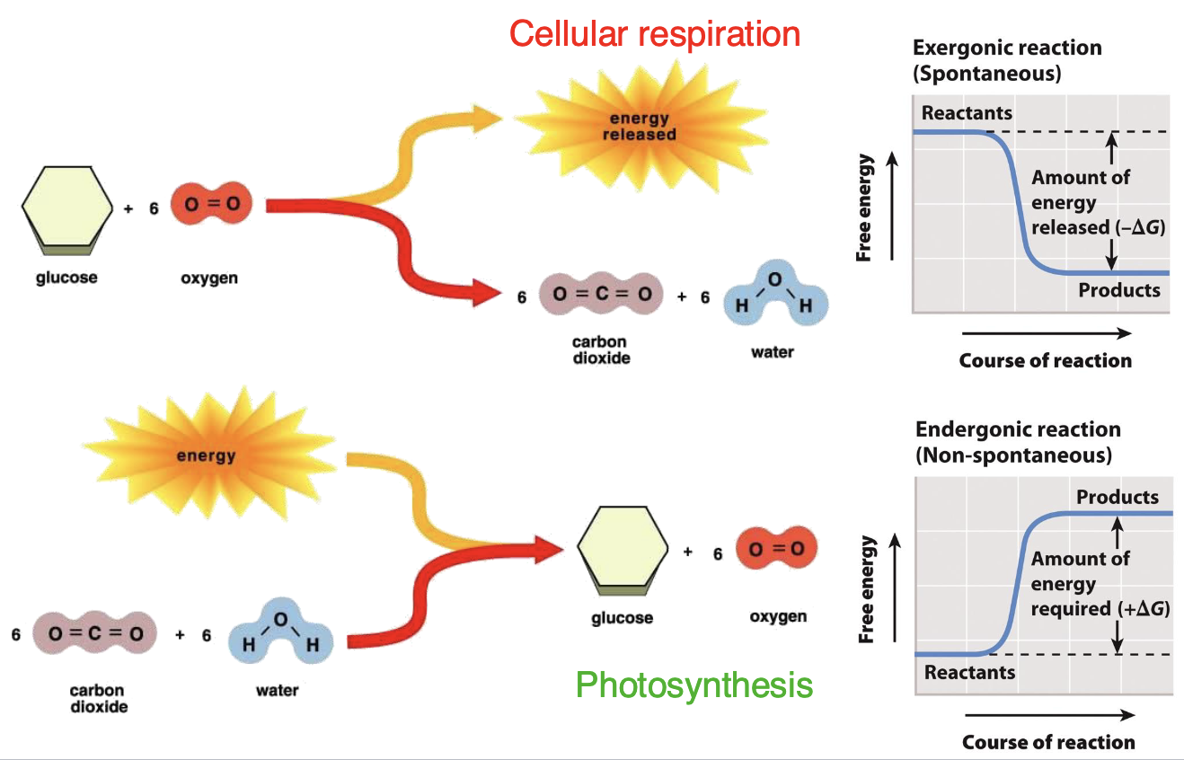 Cell_Resp_vs_Photo