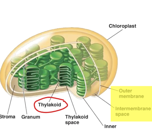 Chloroplast