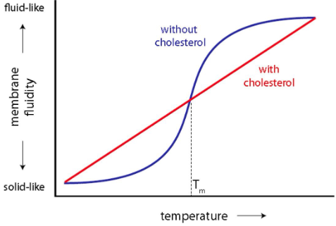 Cholesterol_Fluidity