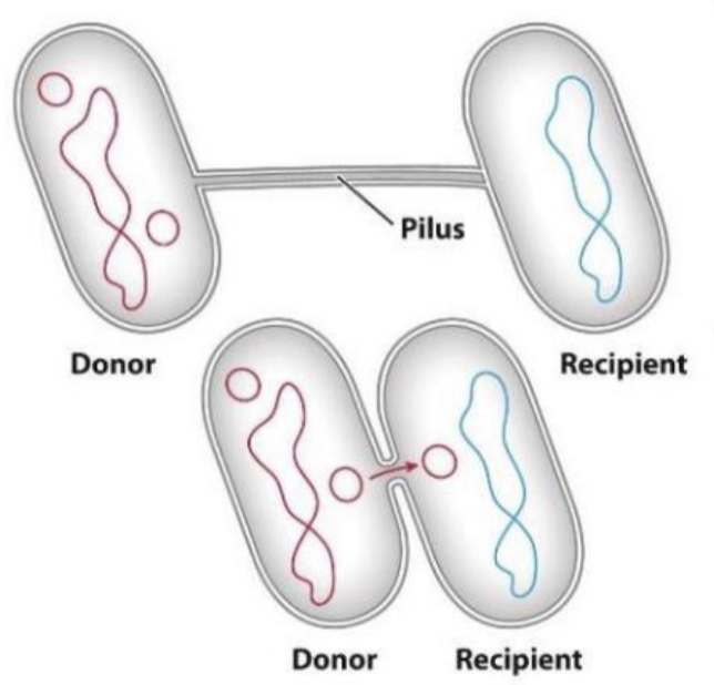 Conjugation