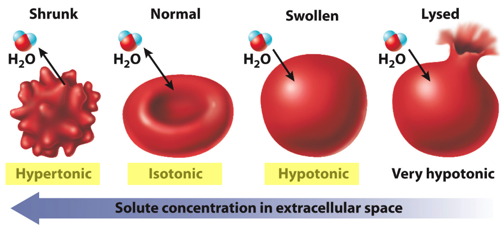 Effects_of_Osmosis