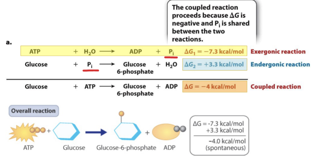 Energetic_Coupling