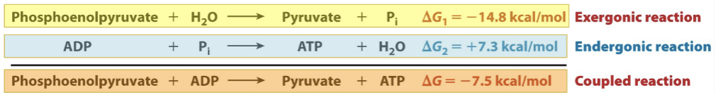 Energetic_Coupling2