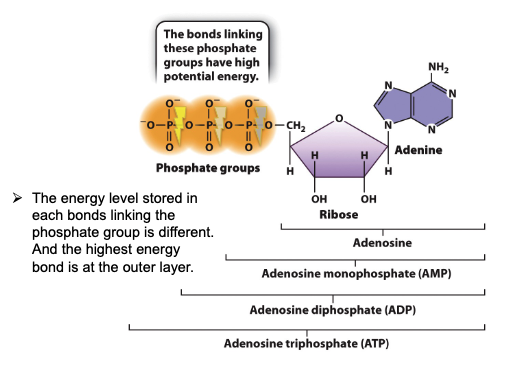 Energy_Level_of_ATP