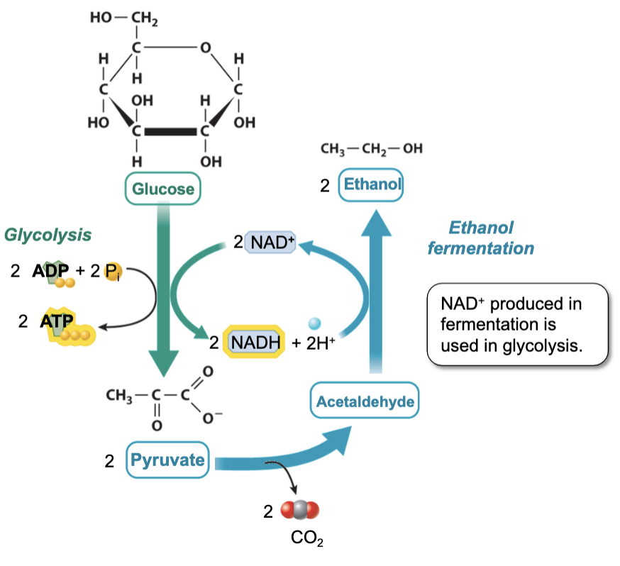 Ethanol_Fermentation