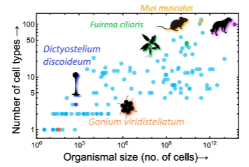 Evolution_of_Cellular_Differentiation