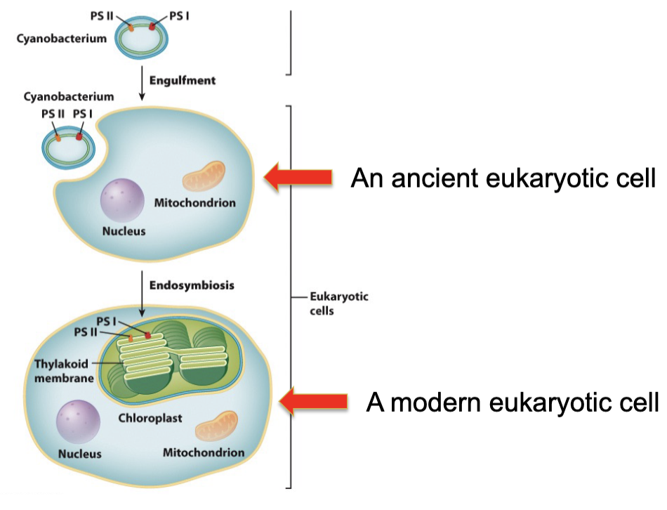 Endosymbiosis