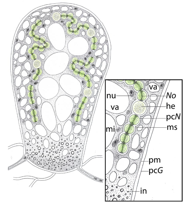 G.pyriforme