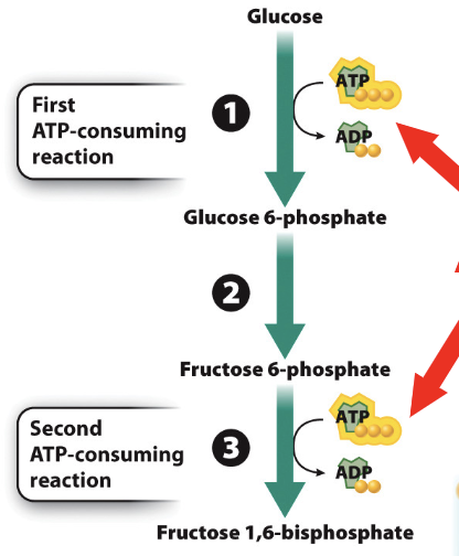 Glycolysis_phase1