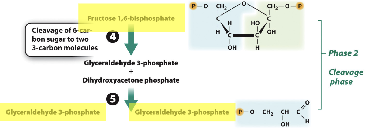 Glycolysis_phase2