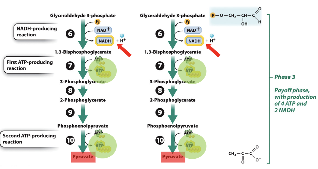 Glycolysis_phase3