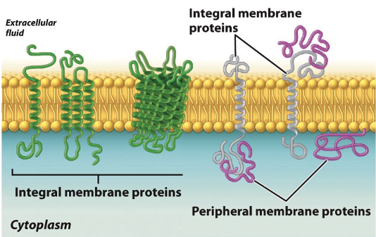 Integral_Peripheral