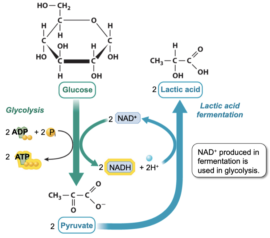 Lactate_Fermentation