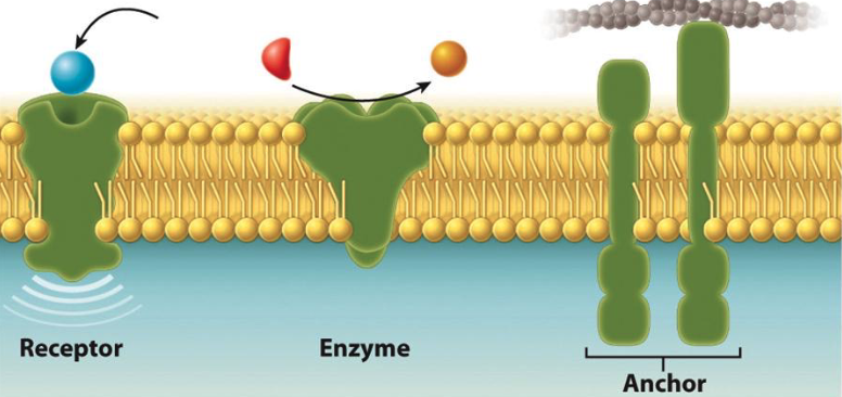 Membrane_Proteins