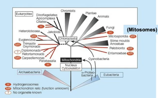 Mitosome