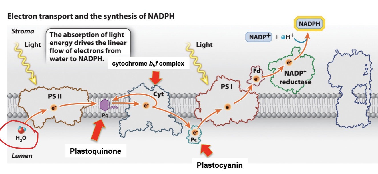 NADPH_Synthesis