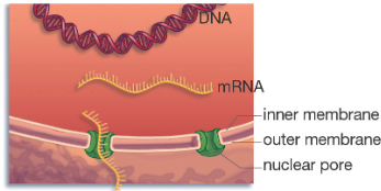 Nuclear_Envelope