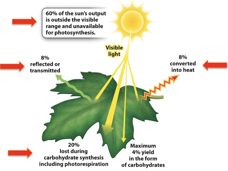 Photosynthetic_Efficiency