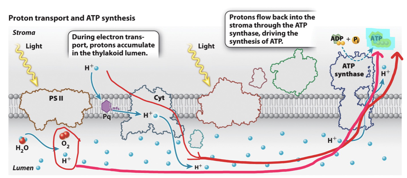 Proton_Transport