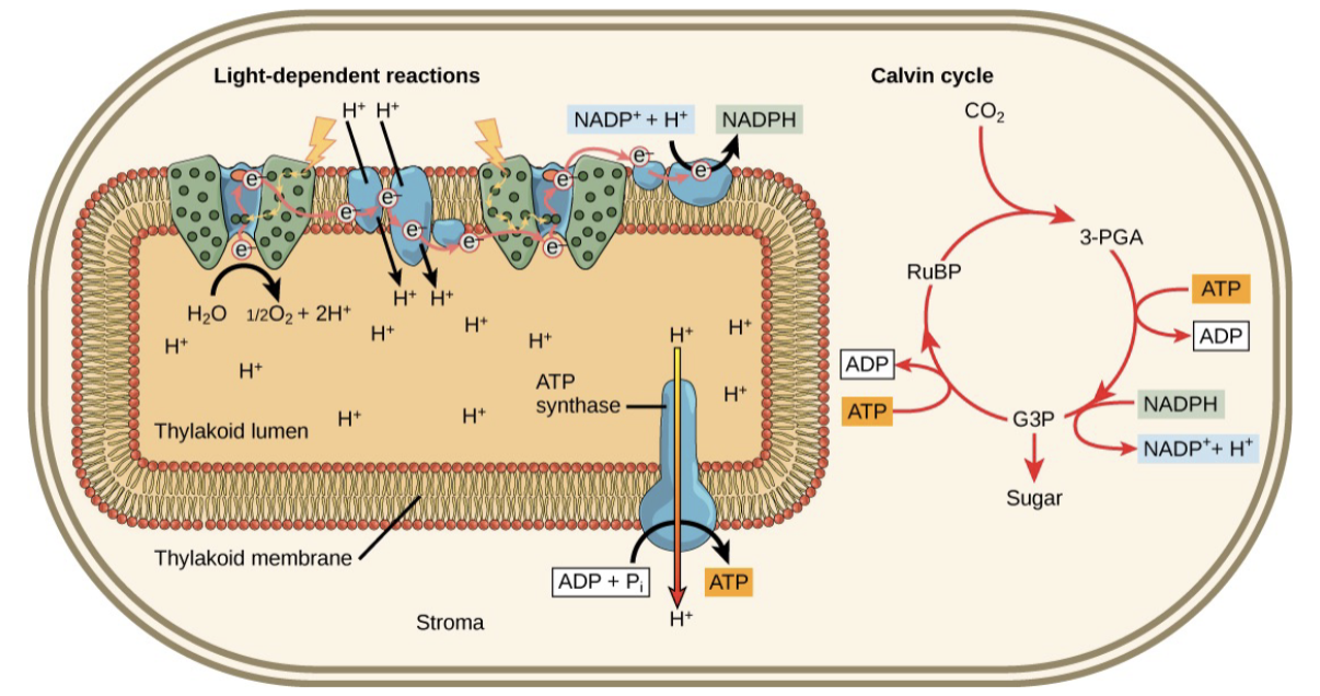 Reaction_Center