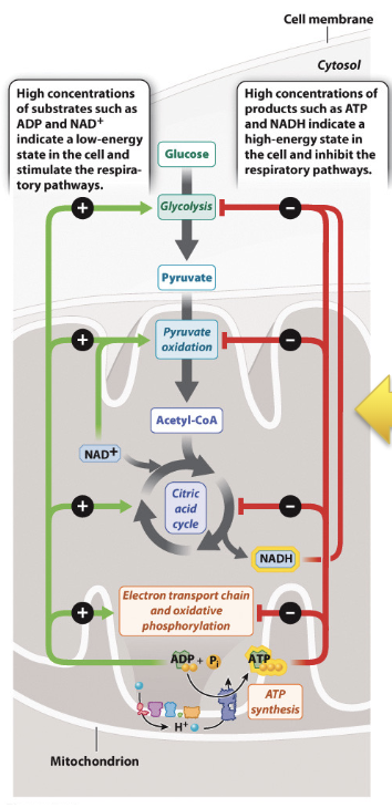 Regulation_of_Cellular_Respiration