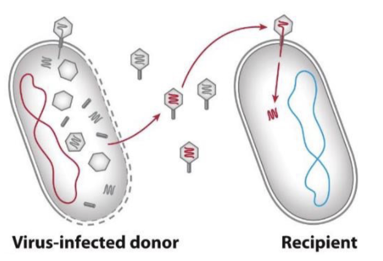 Transduction