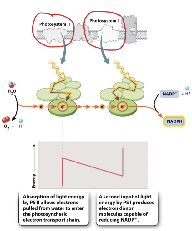 Two_Photosystems