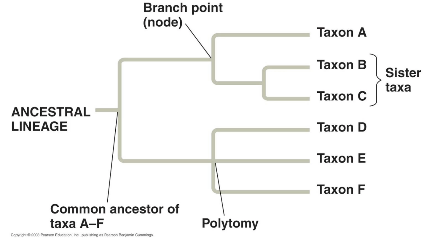 Ancestral_Lineage