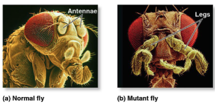 Antennapedia