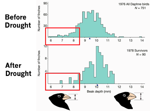 Beak_Depth_Variation