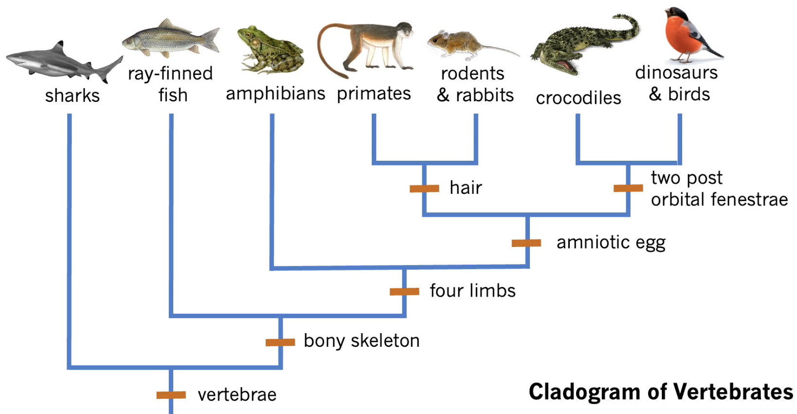 Cladogram_of_Vertebrates