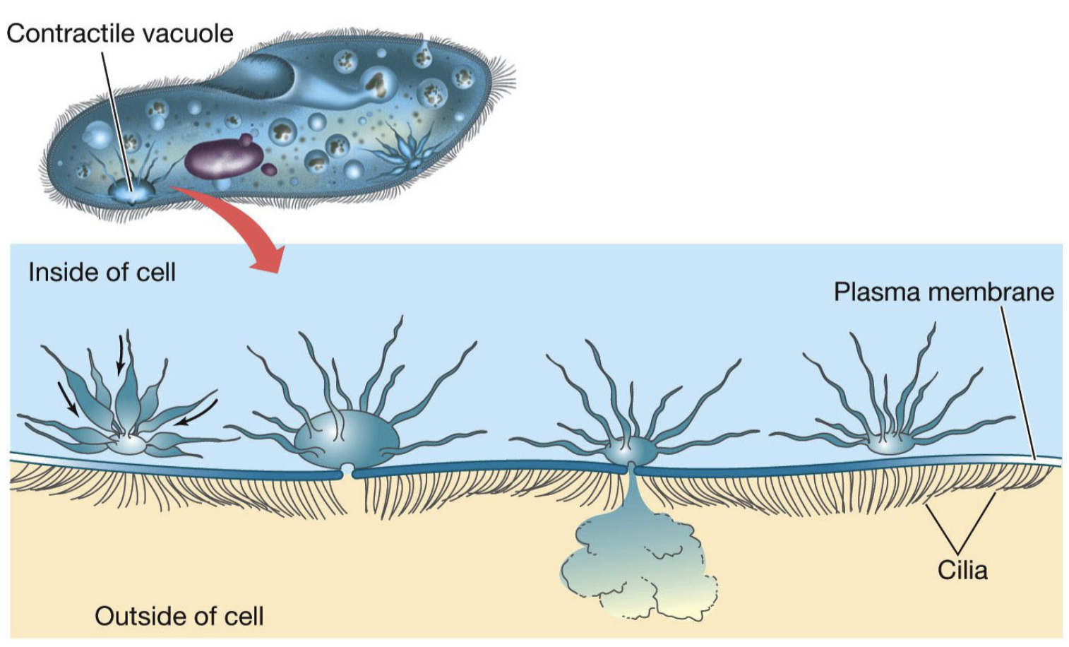 Contractile_Vacuole