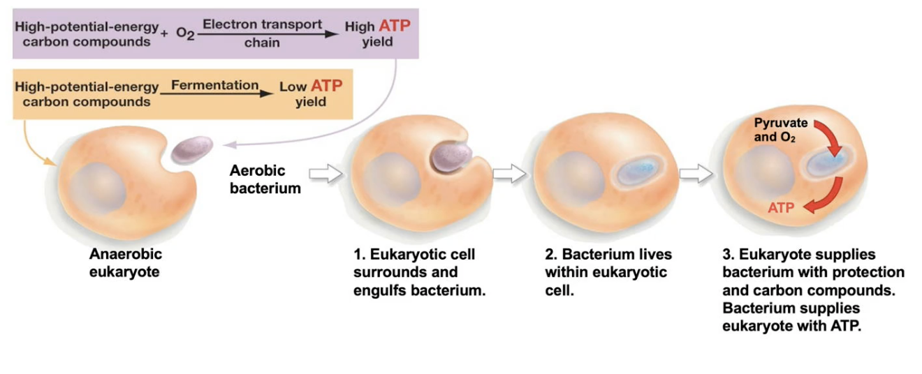 Endosymbiosis