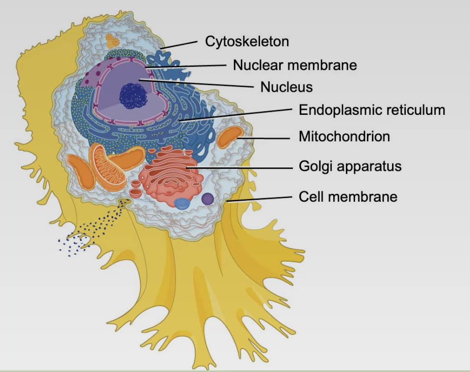 Eukaryotic_Cell