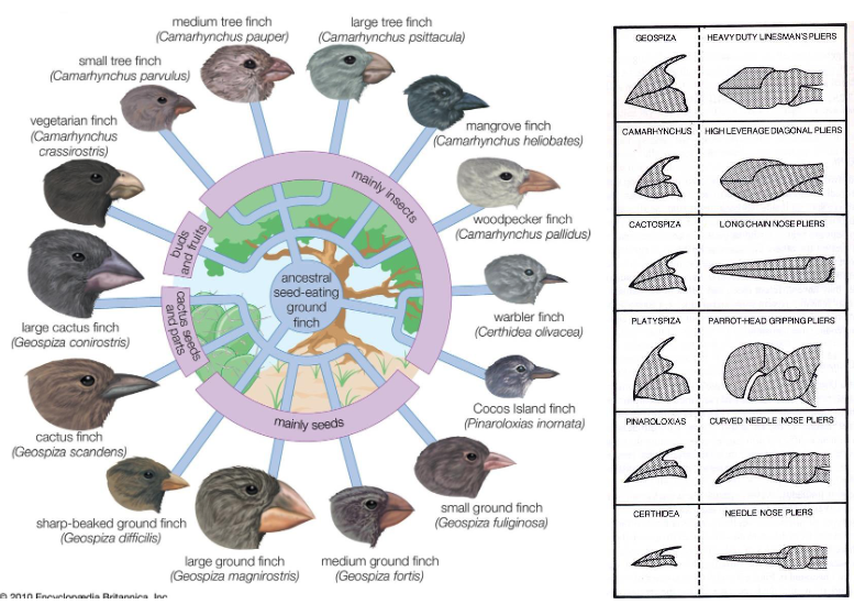 finches