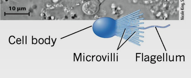 Flagellum