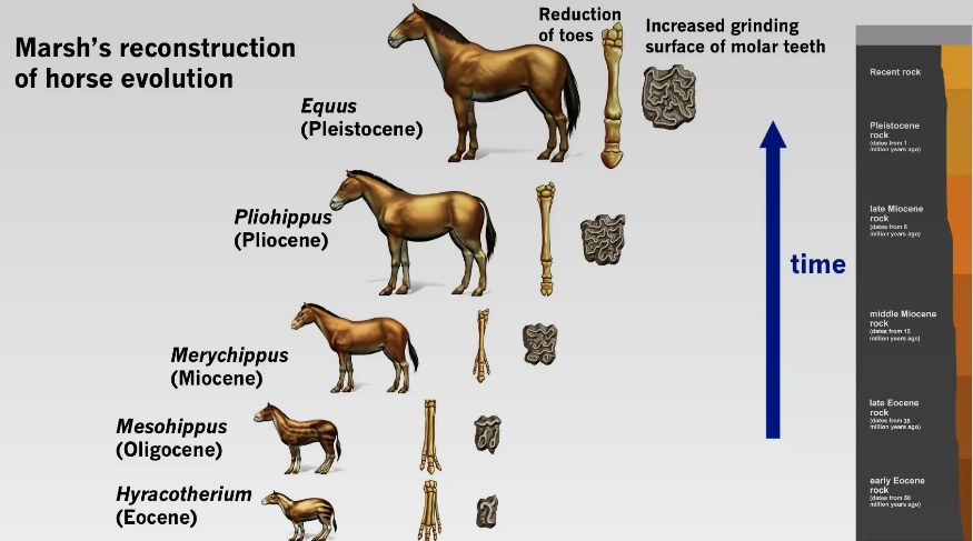 Horse_Evolution