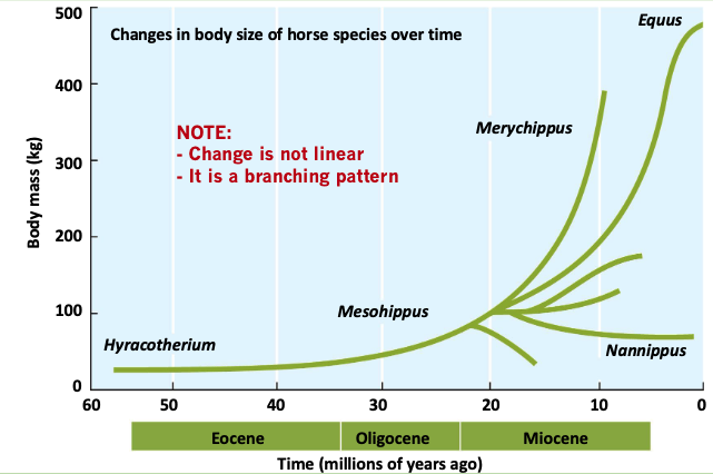 Horse_NonLinear