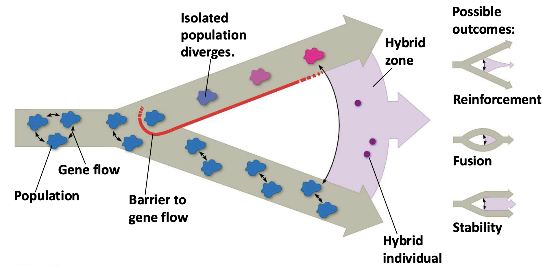 Isolated_Populations