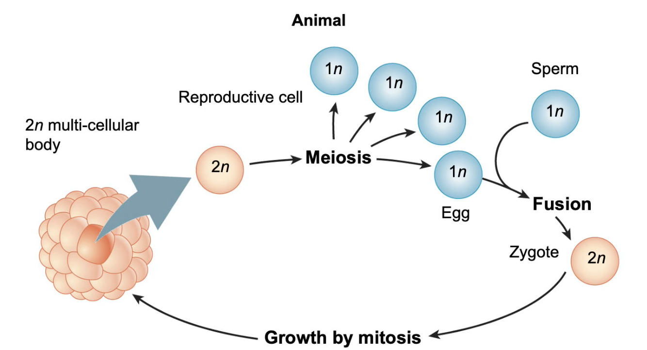 Life_Cycle_Animal