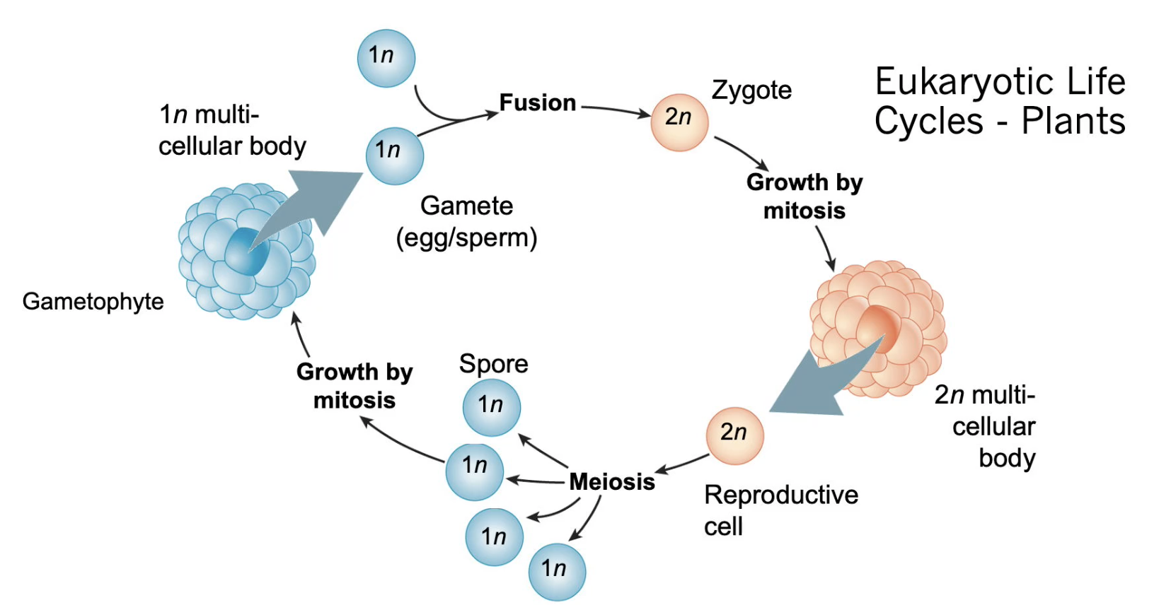 Life_Cycle_Plant