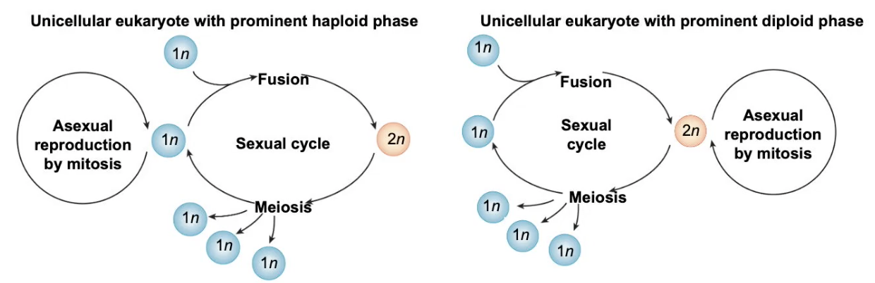 Life_Cycle