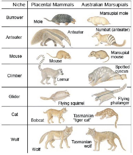 Mammals_vs_Marsupisals