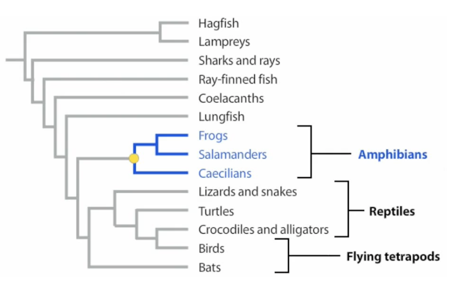 Monophyletic