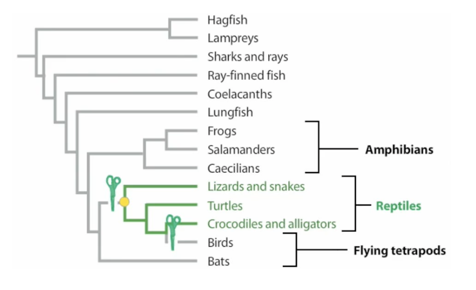 Paraphyletic