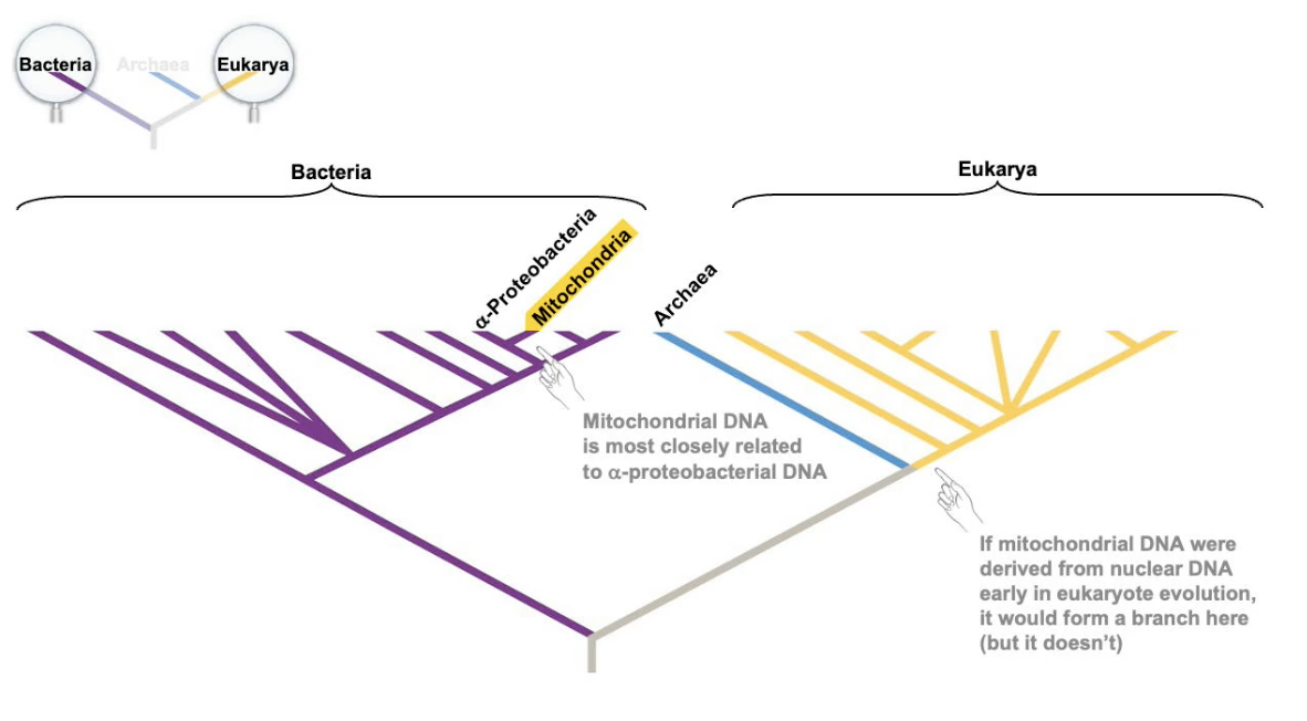 Phylogenetic_Endosymbiosis