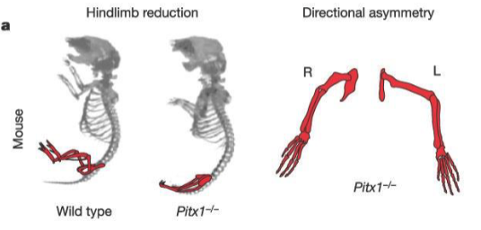 Pitx1